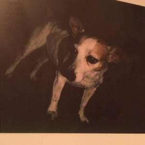 Meet your Posher, Sammy